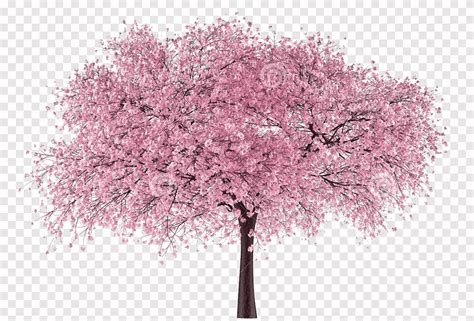 árbol de gráficos de red portátil de la flor de cerezo, arvore sakura ...