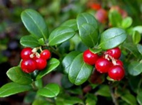 Plant Lingonberry by Living Legacy Garden | Plants Map