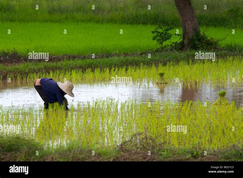 Thai rice farmer planting rice by hand Stock Photo - Alamy