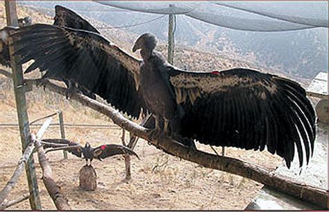 California Condor | Online Learning Center | Aquarium of the Pacific