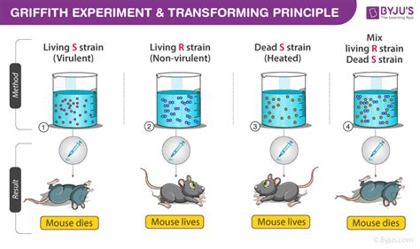 Griffith Experiment - Transformation In Bacteria, DNA as Genetic Material