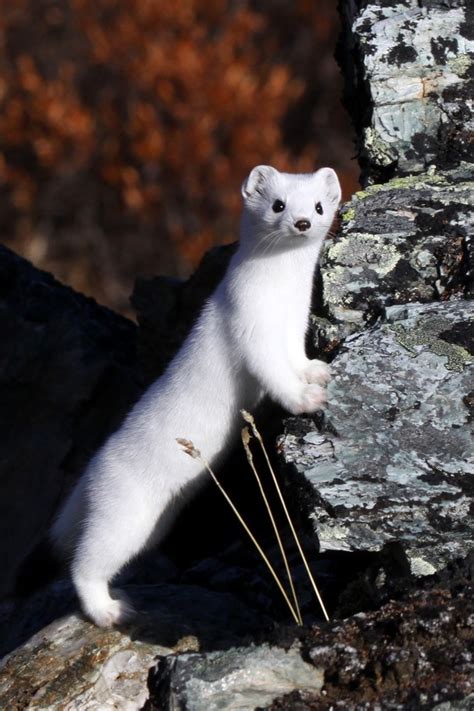 17 Best images about Arctic: Ermine /Greenland on Pinterest | Arctic animals, Piccolo and Snow