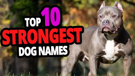 🐾 List Of The TOP 10 Strongest Dog Names For Male & Female! | Strong ...