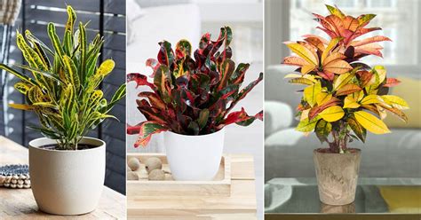 11 Different Types of Crotons in India | Croton Plant Varieties