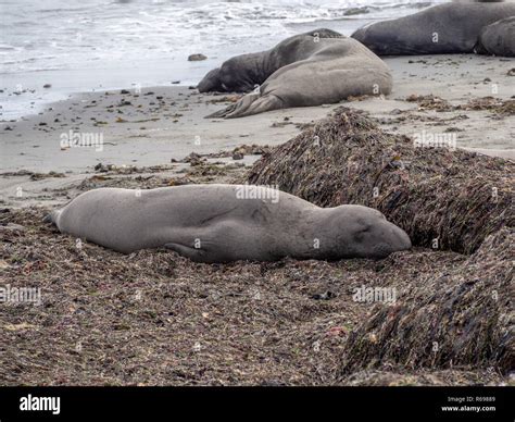 Elephant seals at the Ano Nuevo State Park, by Santa Cruz, California, USA Stock Photo - Alamy