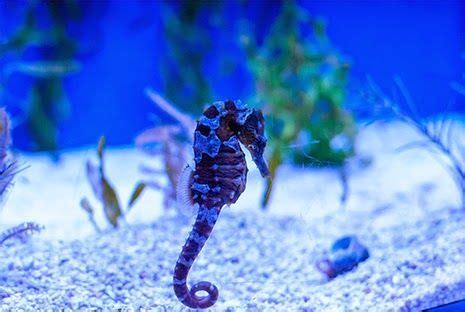 Marine Depot Blog: How to Set Up a Seahorse Aquarium | Seahorse aquarium, Saltwater aquarium ...