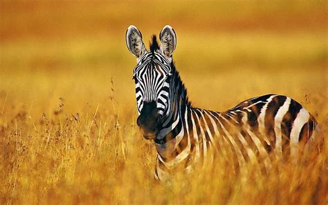 2560x1440px | free download | HD wallpaper: zebra high resolution ...