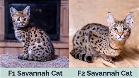 F1 vs F2 Savannah Cat — What's The Difference? (With Pictures) | Hepper