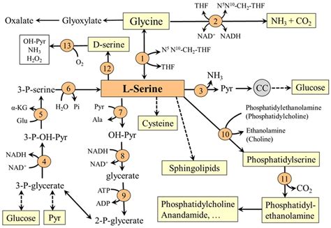 Nutrients | Free Full-Text | Serine Metabolism in Health and Disease ...