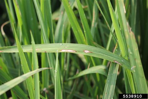 rice blast disease (Genus Pyricularia)