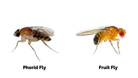 Phorid Flies Vs. Fruit Flies - 7 Differences No One Told