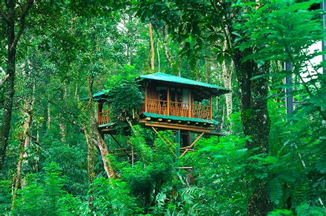 Tree House - Dream Catcher Plantation Resort - Munnar