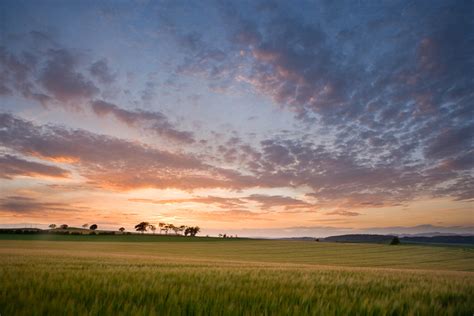 Barley Field at Sunset : Fife, Scotland