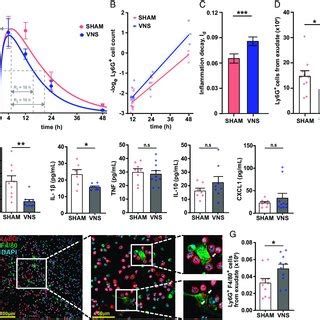 Electrical VNS promoted resolution of inflammation in zymosan-induced... | Download Scientific ...