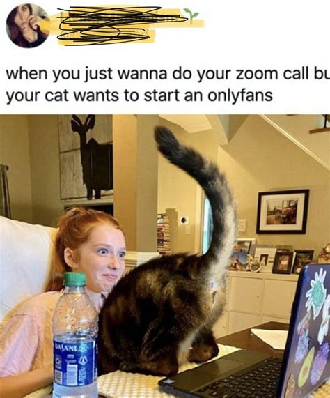 Maybe it is schrodingers’ cat : r/memes