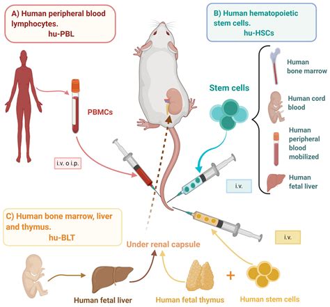 Frontiers | Humanized Mouse Models for the Study of Periodontitis: An ...