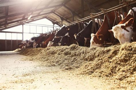 Alimentación animal: ¿qué comen nuestras vacas?