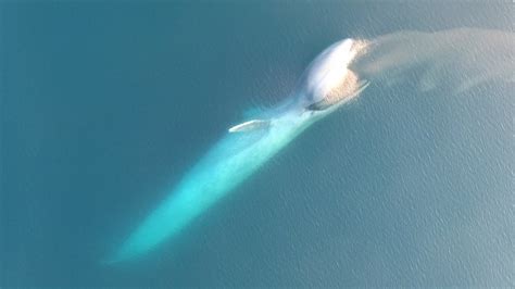 lunge_feeding_new_zealand_blue_whale.jpg | Hatfield Marine Science ...