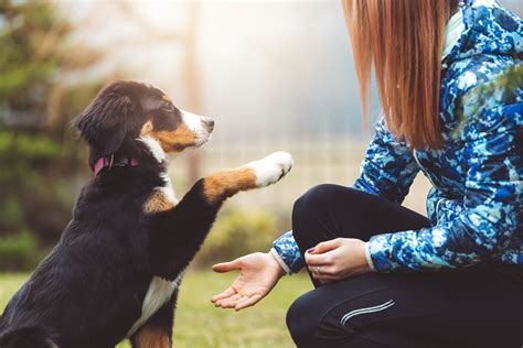 Dog trainer schools - gertymadison