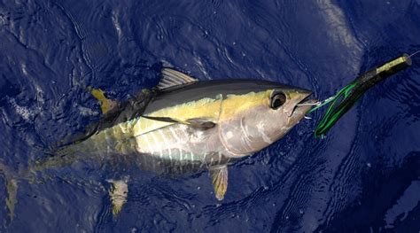 Tuna Fishing - Instigator Sportfishing Charters