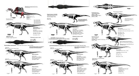 BIG THEROPOD SKELETALS - Franoys : Dinosaurs