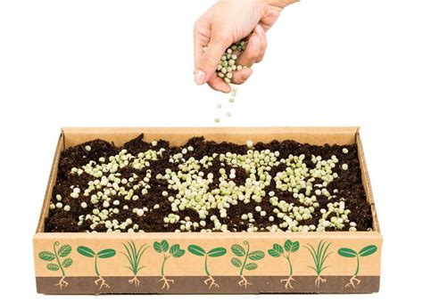 Grow Your Own Microgreens With This Home Gardening Kit