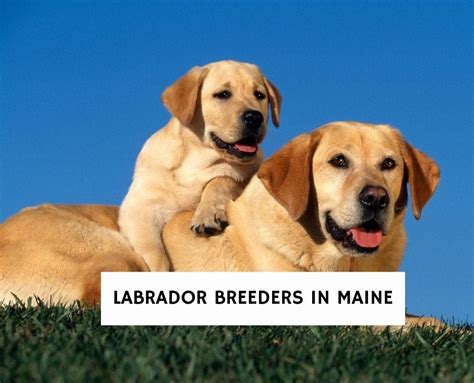 8 Best Labrador Breeders in Maine!