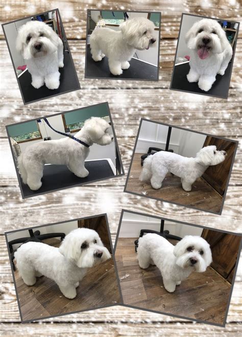 Coton de Tulear groomed by Small Paws Dog Grooming | Paws dog, Coton de tulear, Dogs