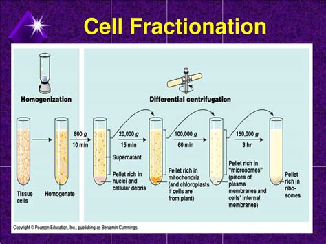 PPT - Chapter 5 Cell Structure PowerPoint Presentation, free download - ID:5928215