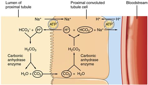 25.5 Physiology of Urine Formation: Tubular Reabsorption and Secretion ...