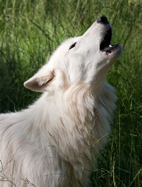 File:Howling White Wolf.jpg - Wikimedia Commons