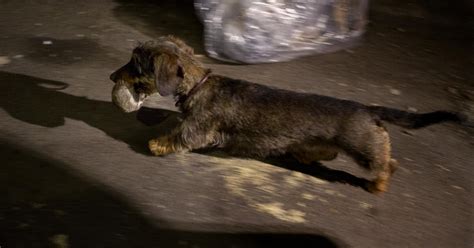 Hunting, NYC style: Owners set dogs on alley rats - CBS News