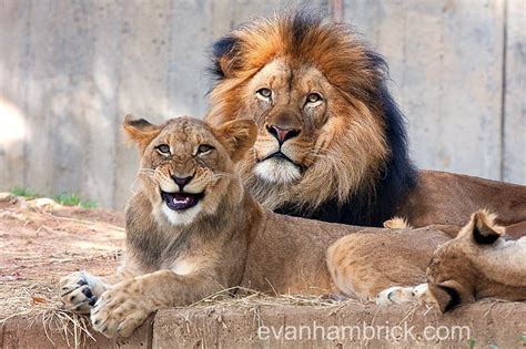 Smiling Lion | One of the lion cubs at the National Zoo appe… | Flickr