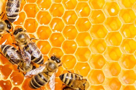 Do Honey Bees Need Their Own Lobbyists? | Civil Eats