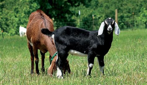 Choose the Right Goats to Raise for Meat - Hobby Farms