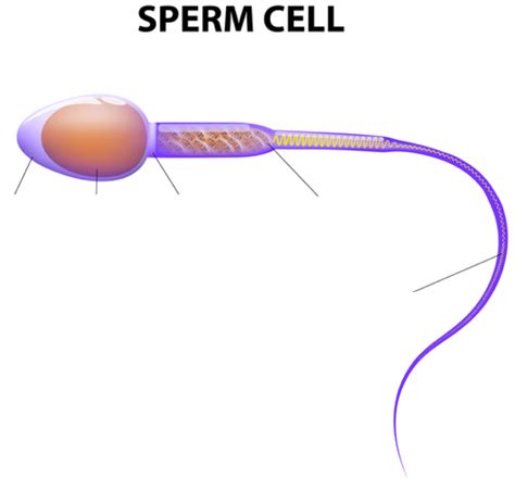 Diagram and label sperm cell Diagram | Quizlet