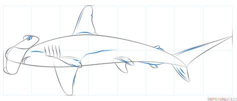 How to draw a hammerhead shark | Step by step Drawing tutorials