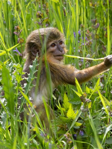 Gabon Talapoin | New England Primate Conservancy | Primates, Gabon, Animals