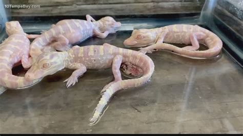 Wild Florida hatches 4 albino alligators | wtsp.com