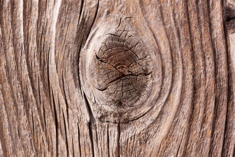 Free Images : branch, wood, texture, leaf, trunk, pine, soil, lumber, circle, close up, carving ...