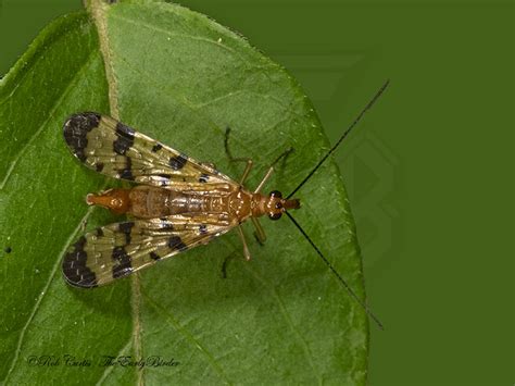 mecoptera - The Early Birder