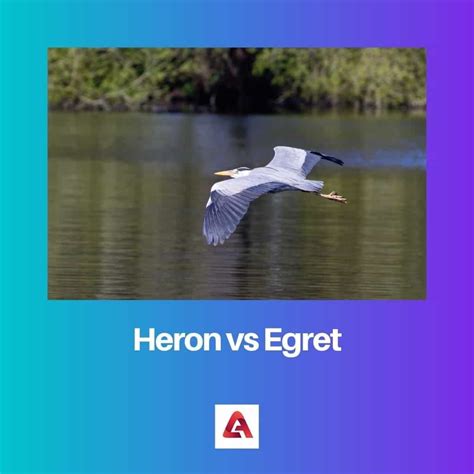 Heron vs Egret: Difference and Comparison