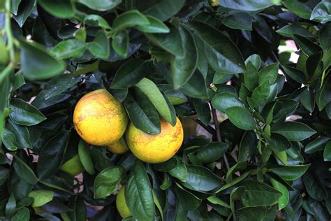 Organic Solutions to Citrus Greening Sought - Citrus Industry Magazine