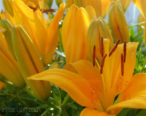 fantasy art and tree chatter of aquariann: Flower Photo: Yellow Asiatic Lilies After Storm