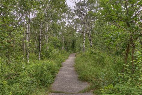 Birds Hill Provincial Park, Manitoba Stock Photo - Image of provincial, summer: 113163896