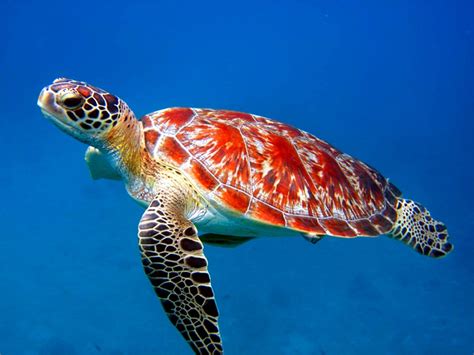 🔥 [50+] Sea Animal Wallpapers | WallpaperSafari