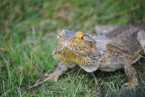 Eastern Bearded Dragon - National Parks Association of Queensland