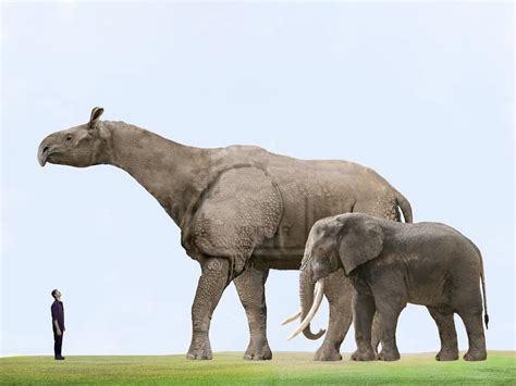 The Beast of Baluchistan, aka Indricotherium, or formerly as Baluchitherium or Paraceratherium ...