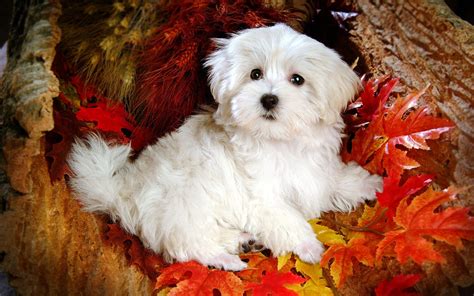 Cute Dogs And Puppies Wallpapers - Wallpaper Cave | Cães, Animais, Fotos