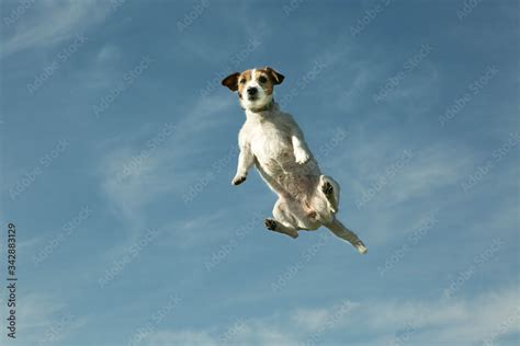 Dog flying with the sky in the background. The emotions of a dog that a ...